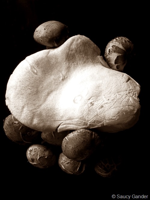 mushrooms-03